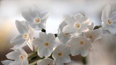 Narcissus / Sunlight in the afternoon and 'Paper White' 